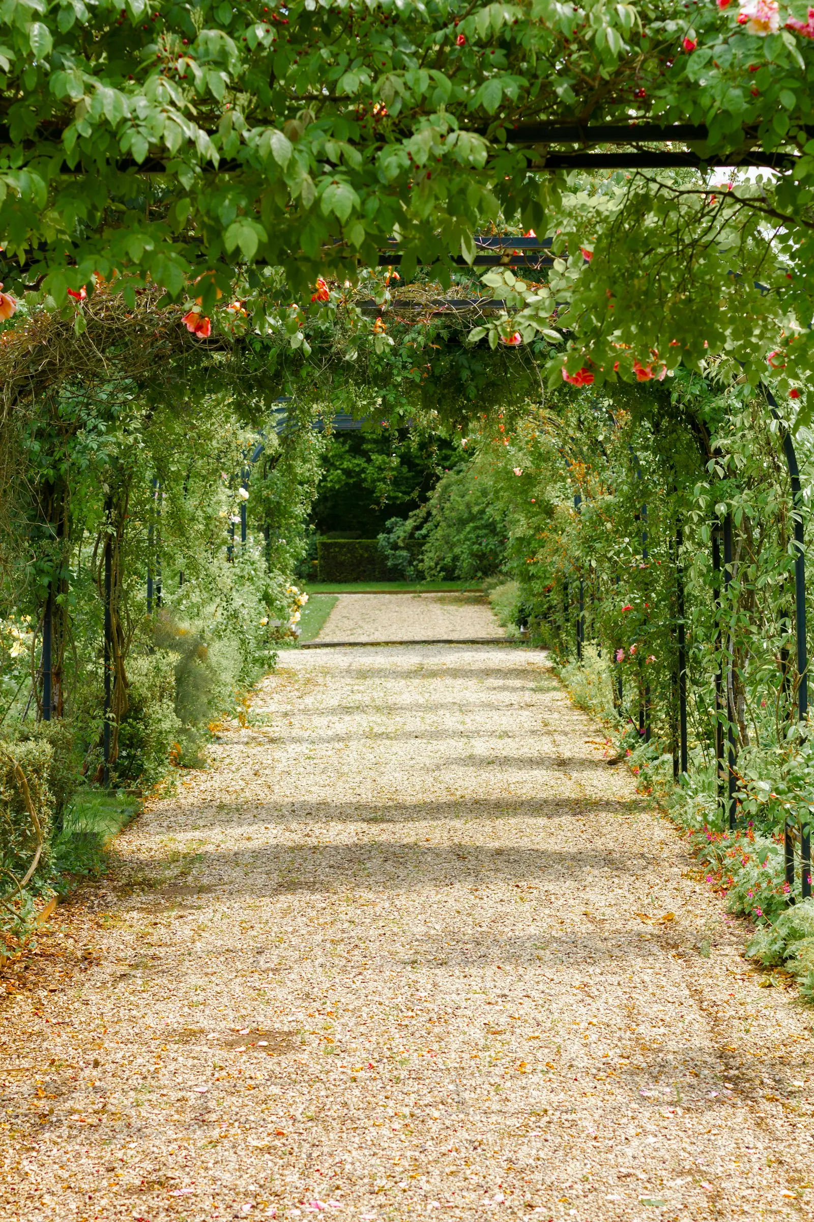 A lush flowering garden path beneath a leafy arbor